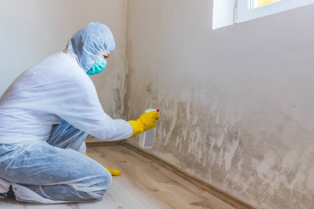 Licensed Mold Testing service in Bloomfield, NY - WQB Mold Removal